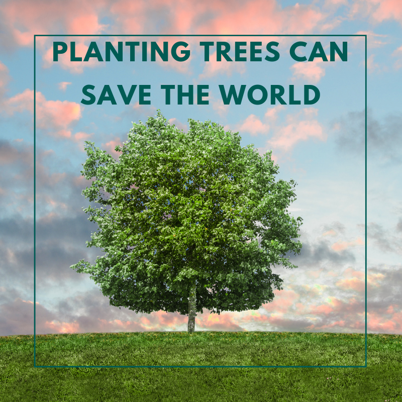 Image of tree with text saying "Planting Trees Can Save The World"